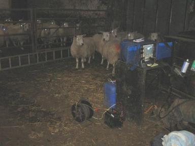 the scanned sheep are in the front, the ewes waiting to be scanned are in the rear pen at Cornhills Farm.